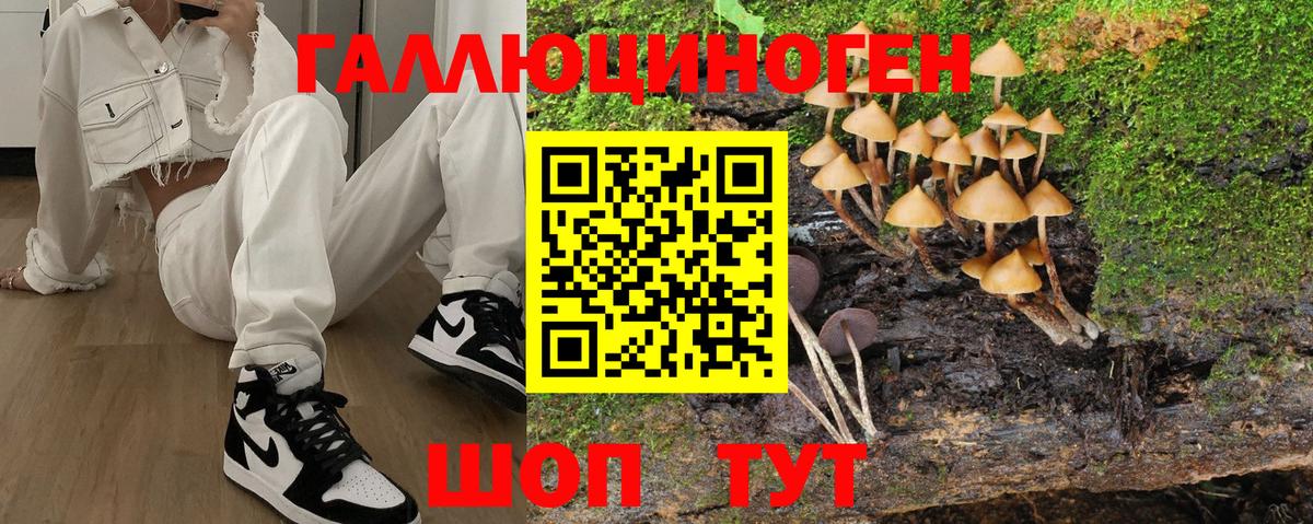 Псилоцибиновые грибы Cubensis Сальск